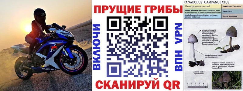 ссылка на мегу ССЫЛКА  Пушкино  Псилоцибиновые грибы Cubensis 